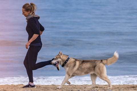 Dog exercising on beach to help reduce stress and anxiety