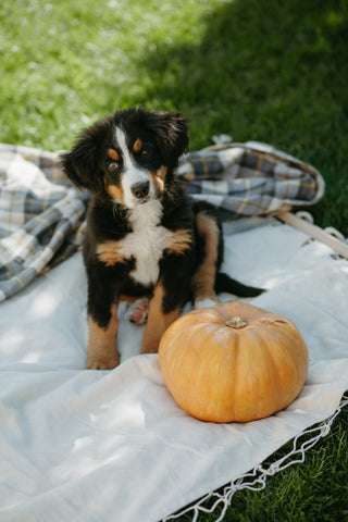 Benefits of pumpkin for dogs - can dogs eat pumpkin Australia