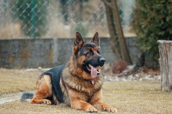 Caring For Your German Shepherds Coat