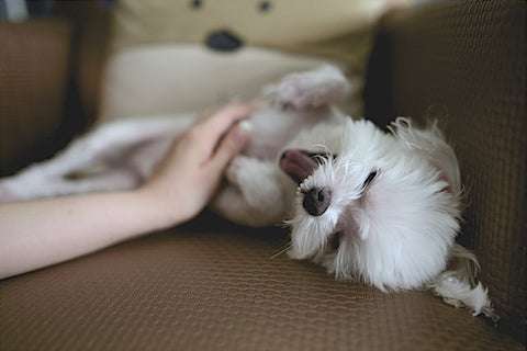 massage your dog to reduce stress