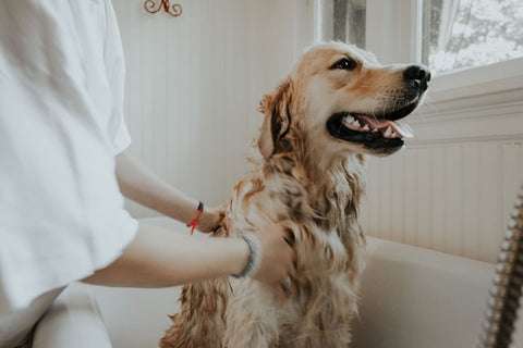 grooming a dog and having shower