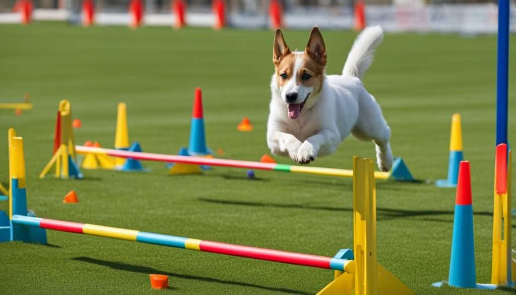 agility training for puppies