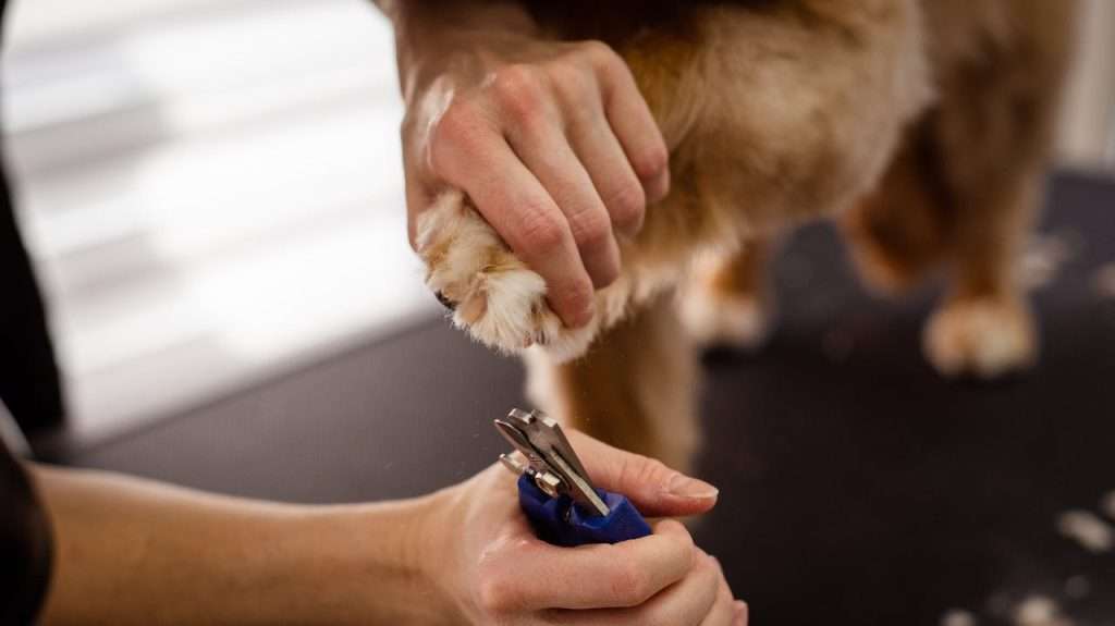 Dog clippers nails