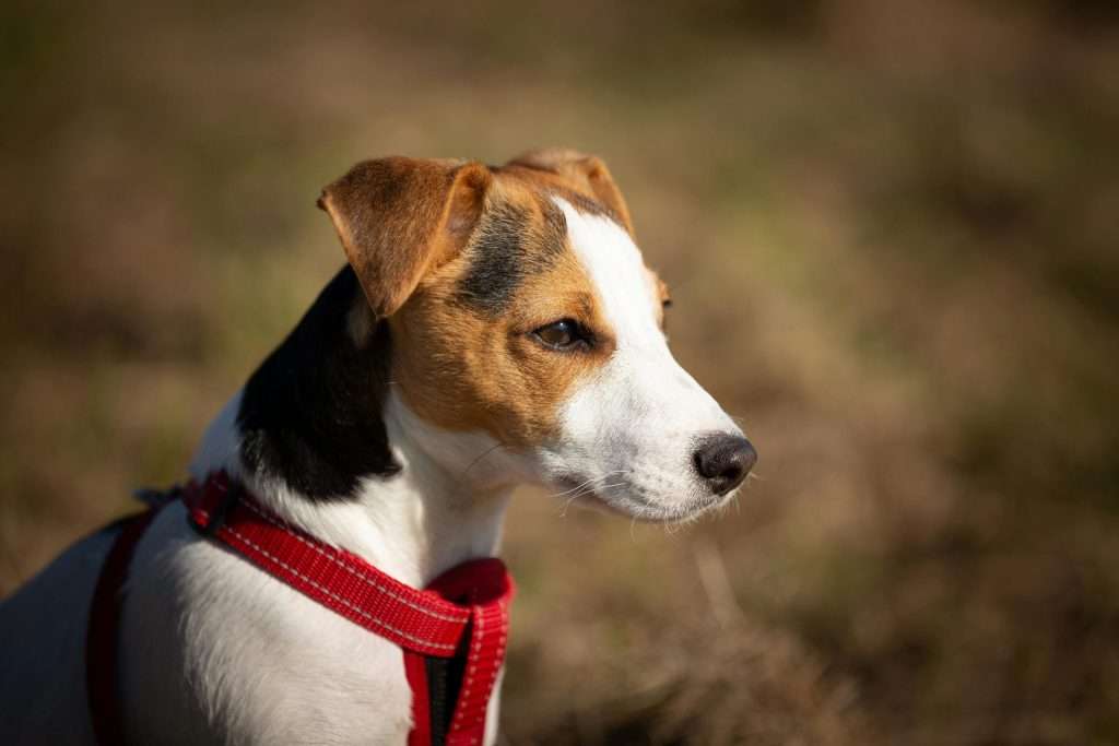 Dog Harness Australia ozpetsupply