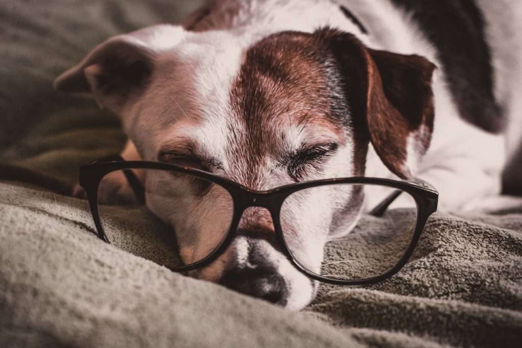 old dog with glasses