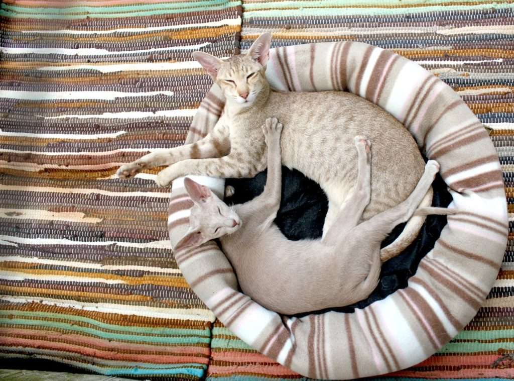 cats in a bed